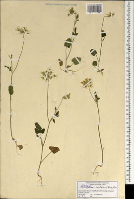 Ainsworthia cordata (Jacq.) Boiss. (Айнсвортия), Moscow University Herbarium