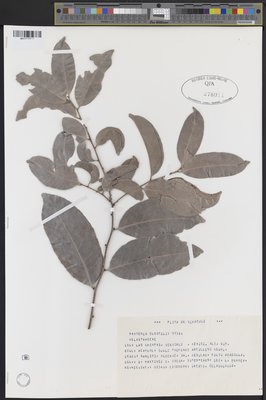 Maytenus durifolia (QFA0278911) à l'Herbier Louis-Marie (QFA), Université Laval, Québec, Québec, Canada
