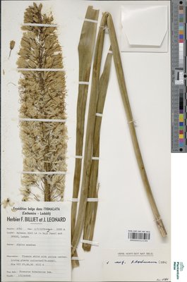 Eremurus himalaicus Baker