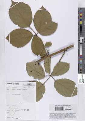 Rubus micans Godr. & Gren.