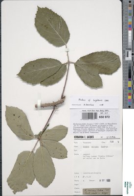 Rubus micans Godr. & Gren.