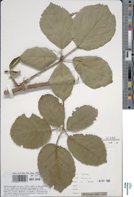 Rubus micans Godr. & Gren.