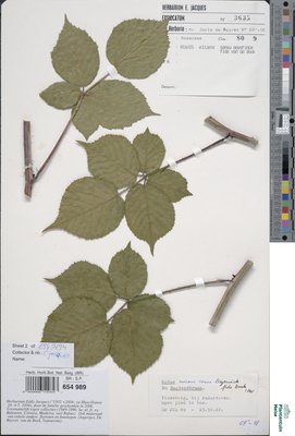 Rubus micans Godr. & Gren.