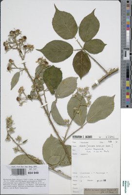Rubus micans Godr. & Gren.