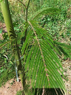 Anadenanthera peregrina (L.) Speg.: leaf