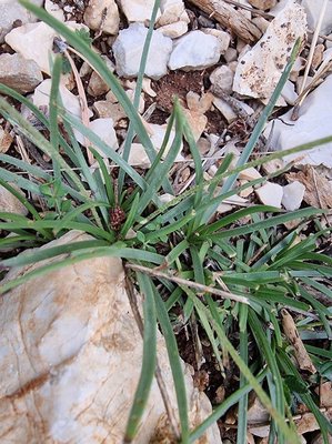 Plantago strictissima L.: leaf