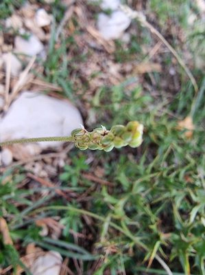 Plantago strictissima L.: flower