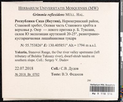 Grimmia reflexidens Müll. Hal., Moscow University Herbarium