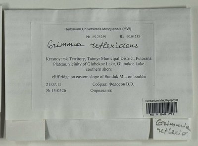 Grimmia reflexidens Müll. Hal., Moscow University Herbarium