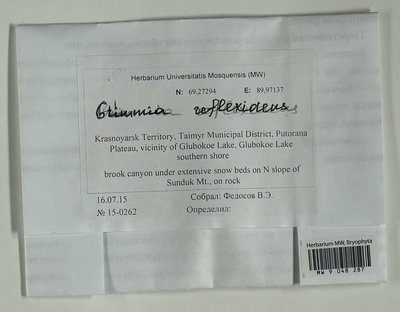 Grimmia reflexidens Müll. Hal., Moscow University Herbarium