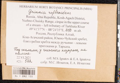 Grimmia reflexidens Müll. Hal., Moscow University Herbarium