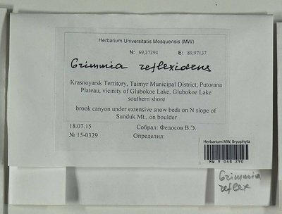 Grimmia reflexidens Müll. Hal., Moscow University Herbarium