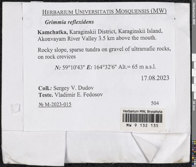 Grimmia reflexidens Müll. Hal., Moscow University Herbarium