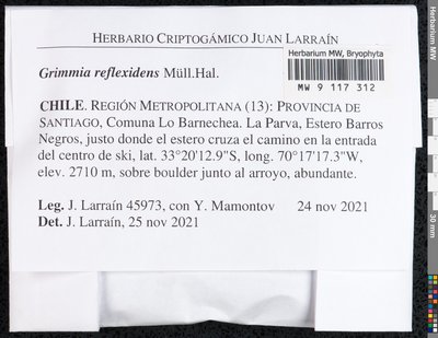 Grimmia reflexidens Müll. Hal., Moscow University Herbarium