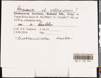 Grimmia reflexidens Müll. Hal., Moscow University Herbarium