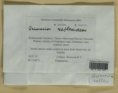 Grimmia reflexidens Müll. Hal., Moscow University Herbarium