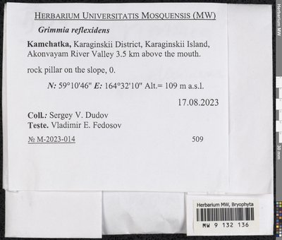 Grimmia reflexidens Müll. Hal., Moscow University Herbarium