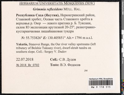 Grimmia reflexidens Müll. Hal., Moscow University Herbarium