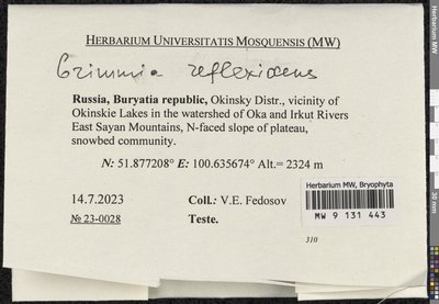 Grimmia reflexidens Müll. Hal., Moscow University Herbarium