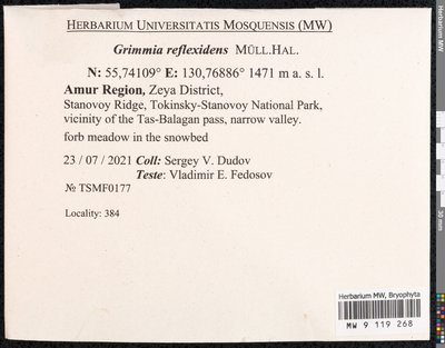 Grimmia reflexidens Müll. Hal., Moscow University Herbarium