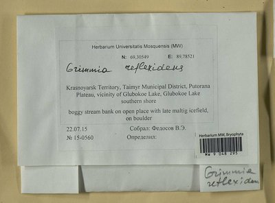 Grimmia reflexidens Müll. Hal., Moscow University Herbarium