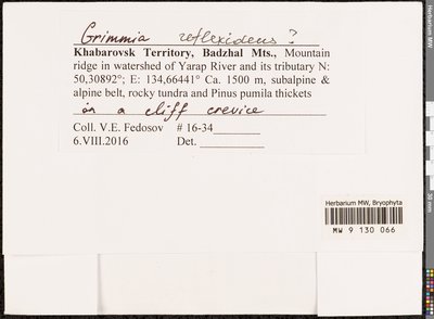 Grimmia reflexidens Müll. Hal., Moscow University Herbarium