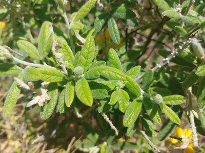 Rivasgodaya nervosa Esteve: leaf
