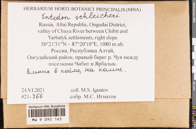 Entodon schleicheri (Schimp.) Demet., Moscow University Herbarium