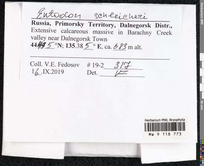 Entodon schleicheri (Schimp.) Demet., Moscow University Herbarium