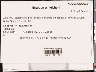 Entodon schleicheri (Schimp.) Demet., Moscow University Herbarium