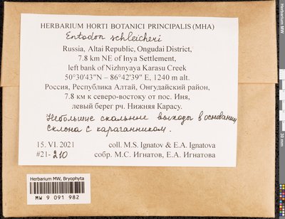 Entodon schleicheri (Schimp.) Demet., Moscow University Herbarium