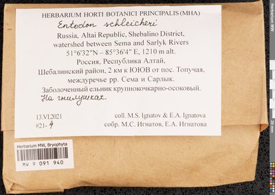 Entodon schleicheri (Schimp.) Demet., Moscow University Herbarium