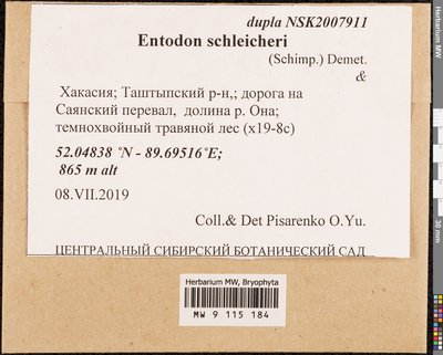 Entodon schleicheri (Schimp.) Demet., Moscow University Herbarium