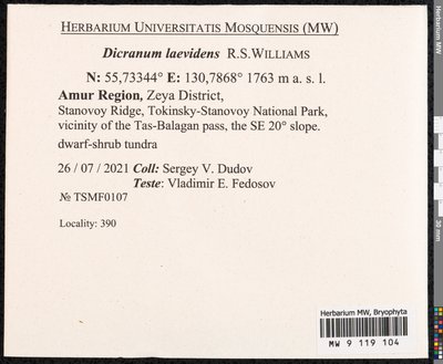 Dicranum laevidens R.S. Williams, Moscow University Herbarium