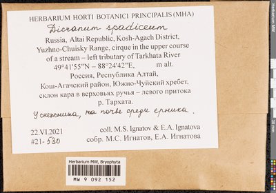 Dicranum spadiceum J.E. Zetterst., Moscow University Herbarium