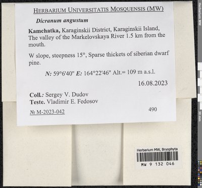 Dicranum angustum Lindb., Moscow University Herbarium