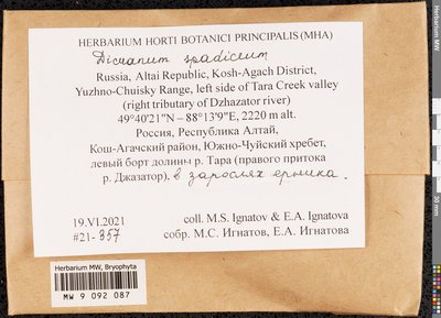 Dicranum spadiceum J.E. Zetterst., Moscow University Herbarium