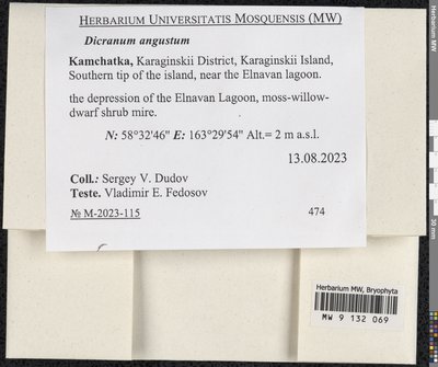 Dicranum angustum Lindb., Moscow University Herbarium