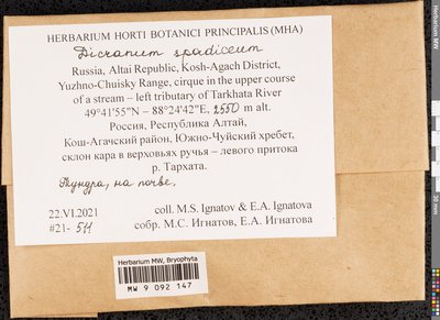 Dicranum spadiceum J.E. Zetterst., Moscow University Herbarium