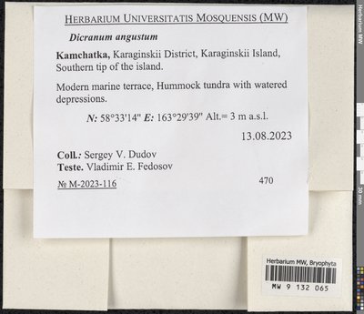 Dicranum angustum Lindb., Moscow University Herbarium