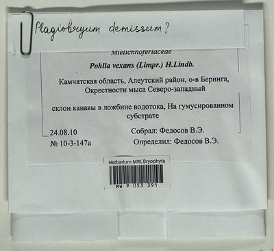 Plagiobryum demissum (Hook.) Lindb., Moscow University Herbarium