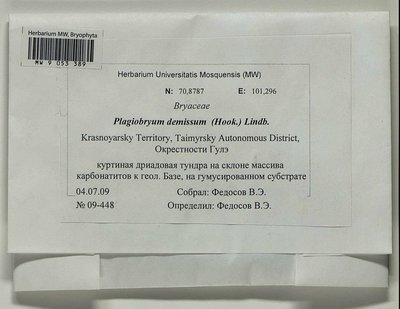 Plagiobryum demissum (Hook.) Lindb., Moscow University Herbarium