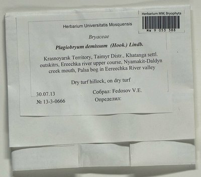 Plagiobryum demissum (Hook.) Lindb., Moscow University Herbarium