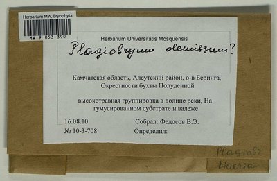 Plagiobryum demissum (Hook.) Lindb., Moscow University Herbarium