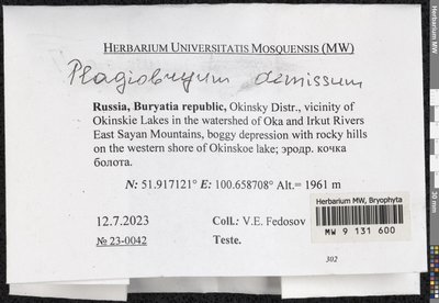 Plagiobryum demissum (Hook.) Lindb., Moscow University Herbarium