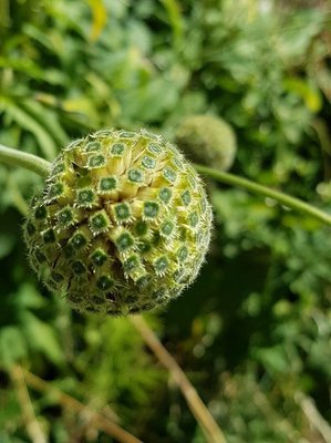 Cephalaria alpina (L.) Roem. & Schult.: fruit