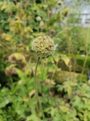 Cephalaria alpina (L.) Roem. & Schult.: fruit