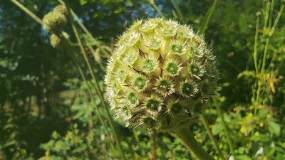 Cephalaria alpina (L.) Roem. & Schult.: flower