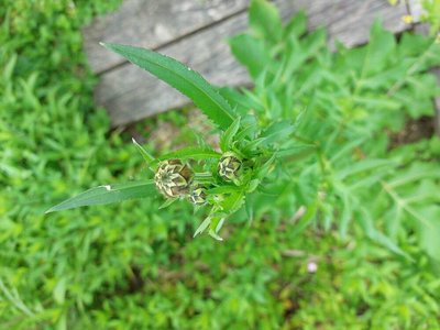 Cephalaria alpina (L.) Roem. & Schult.: leaf