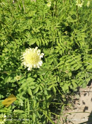 Cephalaria alpina (L.) Roem. & Schult.: flower
